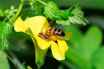 close-up of honeybees on common yellow woodsorrel flower