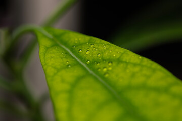 selective-focus of tiny water droplets on a avocado plant leaf