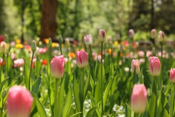 Beautiful pink tulips growing outdoors on sunny day