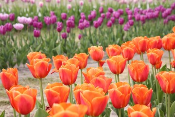 Beautiful colorful tulip flowers growing in field