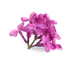 Naklejka na ściany i meble Beautiful fragrant lilac flowers isolated on white