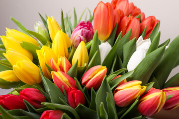 Fototapeta premium Beautiful colorful tulip flowers on grey background, closeup