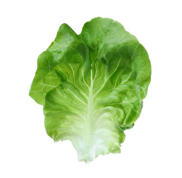 Fresh green butter lettuce leaf isolated on white