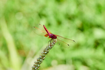 Red dragonfly on a grass flower 