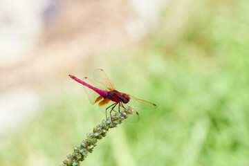 Red dragonfly on a grass flower 