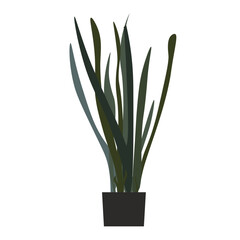 Black silhouette Sansevieria cylindrica in a pot. Flat green houseplant vector illustration
