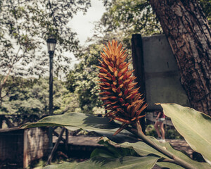 nature