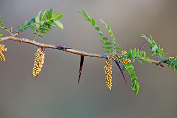 A branch of a flowering honey locust (Gleditsia triacanthos) tree with sharp needles and fluffy inflorescences is shot close-up against a blurred background in soft morning light
