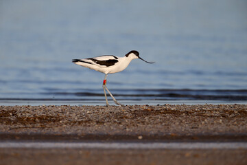 An adult pied avocet (Recurvirostra avosetta) in breeding plumage and rings on both legs is photographed close-up on the shore of an estuary in the soft morning light