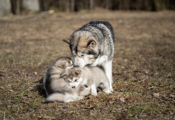 Obraz premium Adult Alaskan Malamute Mother and Two Puppies. Family. Mother Feeding Puppies