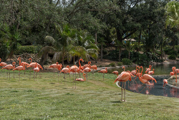 Flamingo in Tampa. Florida. USA