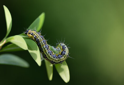 Close-up of a box tree moth (Cydalima perspectalis) hanging from the leaves of a box tree. The background is green, with space for text