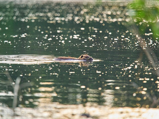 an albino Nutria is an invasive species in Europe