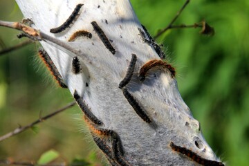 Caterpillars of fruit ermine moth (Yponomeuta padellus) on a tree branch.Tree and leaf pests and diseases.