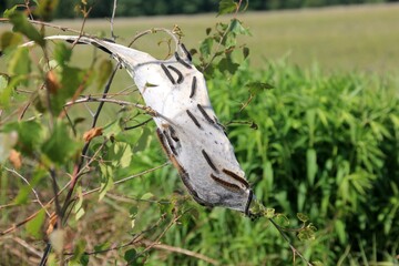 Caterpillars of fruit ermine moth (Yponomeuta padellus) on a tree branch.Tree and leaf pests and diseases.