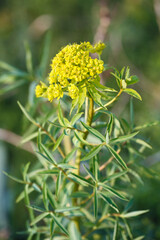 Euphorbia virgata, known as leaf spurge or wolf's milk. is a species of milkweed native to Europe and Asia and introduced to North America