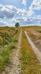 Fototapeta na wymiar Dirt, path with countryside and travel, green and nature with direction, destination and open field. Blue sky, land and drive way with road through grass, journey and traveling view with environment