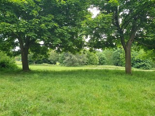 Fototapeta na wymiar A group of trees in a grassy field