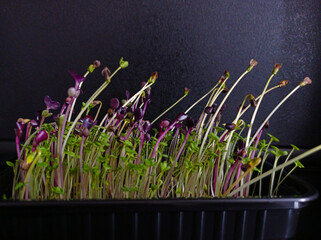 Different micro-greenery sprouts in a pot on a dark background