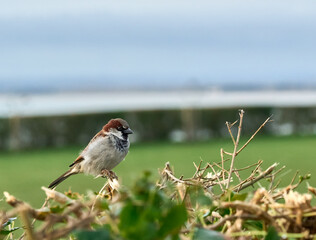 A photograph of a sparrow on a hedge in the south coast of the UK