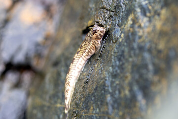 Fish Leaping blenny - Alticus saliens. Also known as the jumping blenny. Gulf of oman