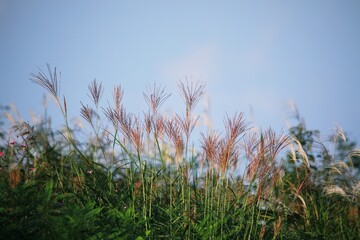 가을풍경 - 억새풀과 파란하늘