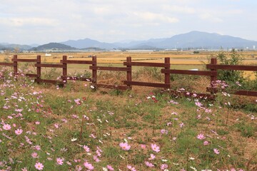 농촌의 가을풍경 - 울타리와 코스모스