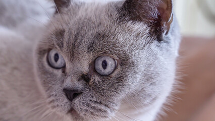scottish grey cat looks away
