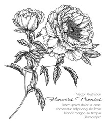 Vector illustration of a peony flower branch in engraving style © Viktoriia Holovko