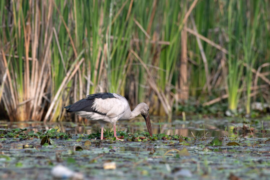 Asian openbill stork or Anastomus oscitans observed in Gajoldaba in West Bengal