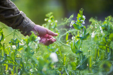 Farmer's hands harvest crops in the garden. Plantation work. Autumn harvest and healthy organic food concept close up with selective focus