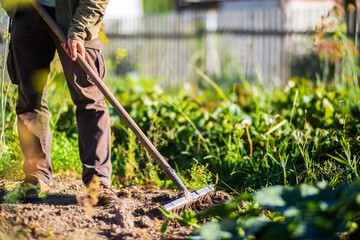 Farmer cultivating land in the garden with hand tools. Soil loosening. Gardening concept. Agricultural work on the plantation