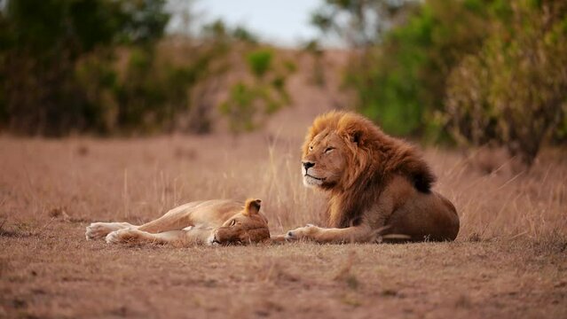 A lion is watching over its mate lioness while trying to sleep in the Serengeti National Park in Tanzania.