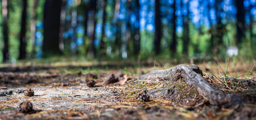 Close-up roots of pine in forest. Low point of view in nature landscape with strong blurry...