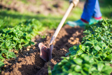 Farmer cultivating land in the garden with hand tools. Soil loosening. Gardening concept. Agricultural work on the plantation