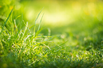 Fresh green grass on a sunny summer day close-up. Beautiful natural rural landscape with a blurred background for nature-themed design and projects