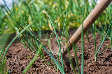 Weeding beds with agricultura plants growing in the garden. Weed control in the garden. Cultivated land close-up. Agricultural work on the plantation