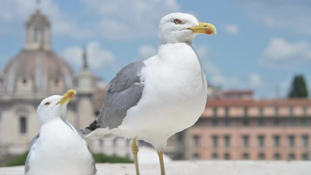 Gabbiano a Roma