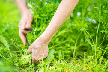 Fototapeta premium Farmer's hands harvest crops in the garden. Plantation work. Autumn harvest and healthy organic food concept close up with selective focus