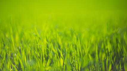 Fresh green grass on a sunny summer day close-up. Beautiful natural rural landscape with a blurred background for nature-themed design and projects