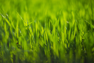 Fresh green grass on a sunny summer day close-up. Beautiful natural rural landscape with a blurred background for nature-themed design and projects