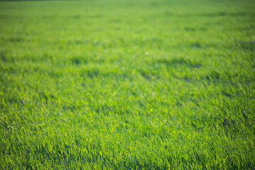 Obraz na płótnie Canvas Fresh green grass on a sunny summer day close-up. Beautiful natural rural landscape with a blurred background for nature-themed design and projects