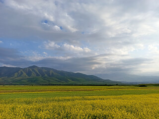 Blooming fields against the backdrop of mountains. Beautiful mountain landscape. Blooming summer herbs. Spring landscape. Kyrgyzstan.