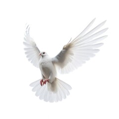 Fototapeta premium White pigeon flying isolated. Illustration AI Generative.