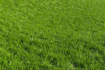 Green grass nature lawn floor. Green grass background texture. Green lawn texture background. top...