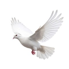 Fototapeta premium White pigeon flying isolated. Illustration AI Generative.