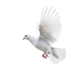 Fototapeta premium White pigeon flying isolated. Illustration AI Generative.