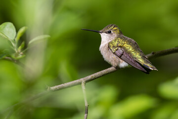 Fototapeta na wymiar Female Ruby-throated Hummingbird