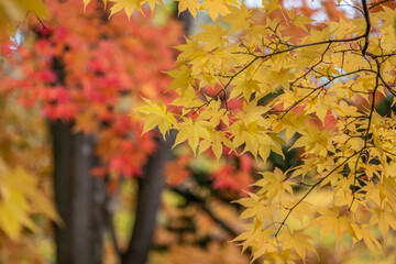 大沼湖畔の紅葉