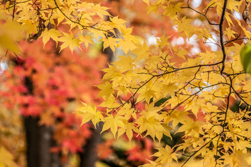 大沼湖畔の紅葉
